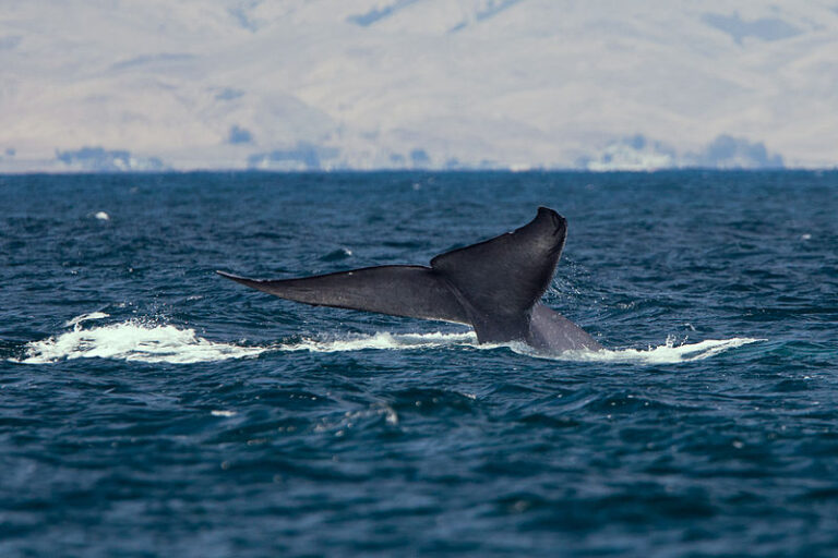 ¿Qué es Whaling?